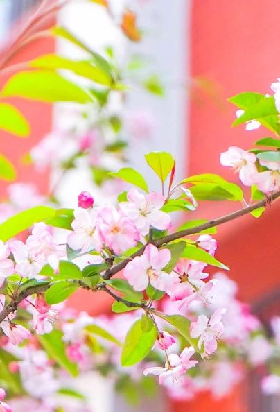 四月的成川外校园，变成了花海！(图2)