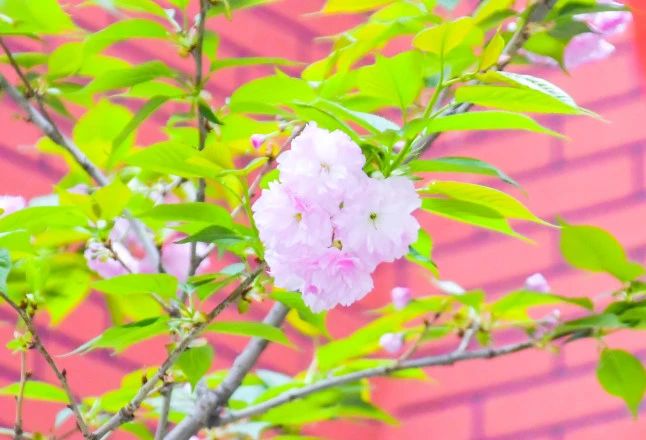 四月的成川外校园，变成了花海！(图12)