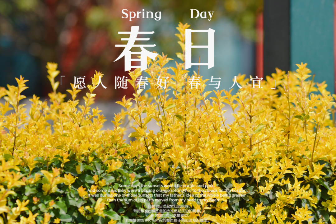 四月的成川外校园，变成了花海！(图4)